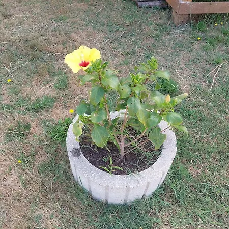 Cantinho Da Rosa *